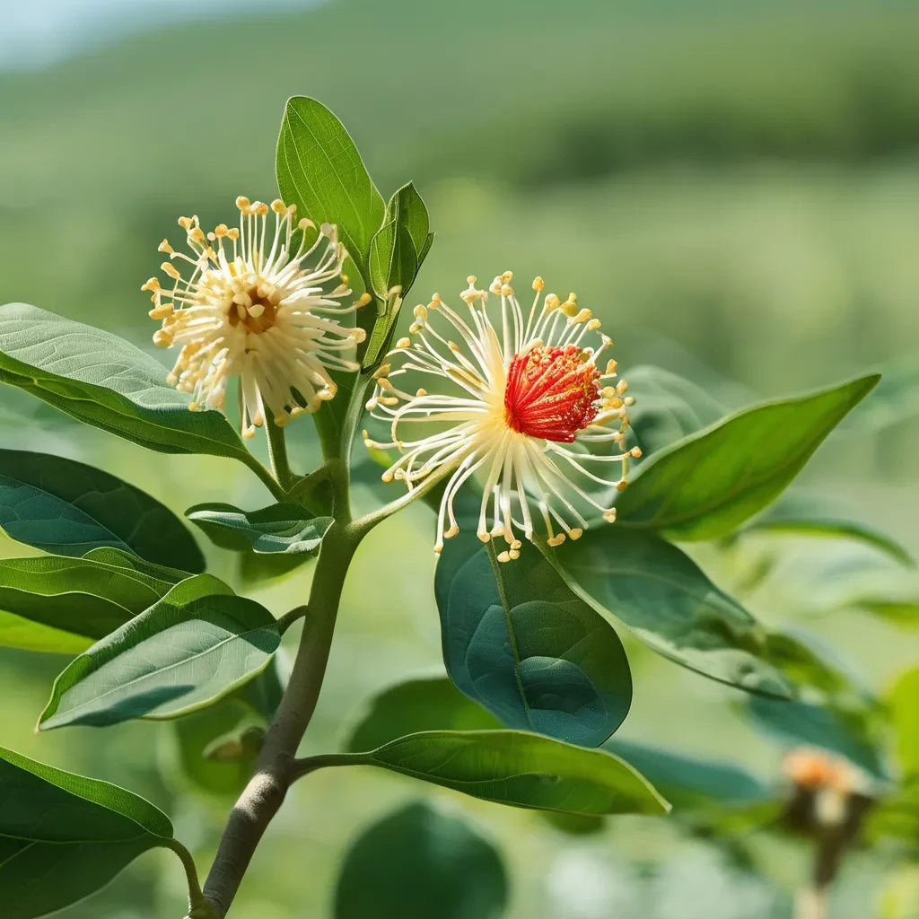 Unlocking the Power of KSM-66: The Benefits of Ashwagandha for Modern Wellness